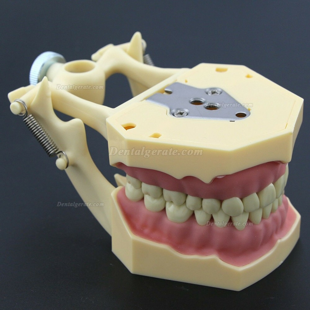 Dental Typodont Restorative Standardmodell M8014-2 Kompatibel mit Frasaco AG3 Modell